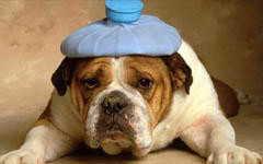 Chien malade