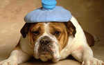 Chien malade